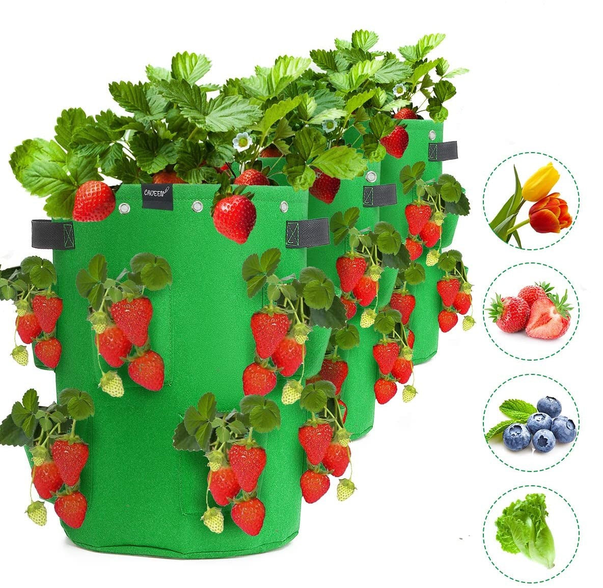 Strawberry Grow Bags