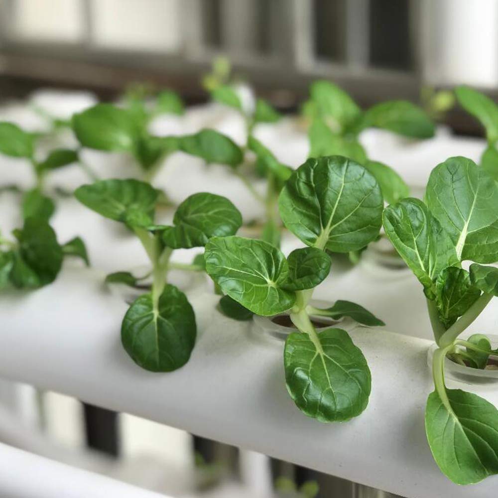 Hydroponic NFT Plant Growing System