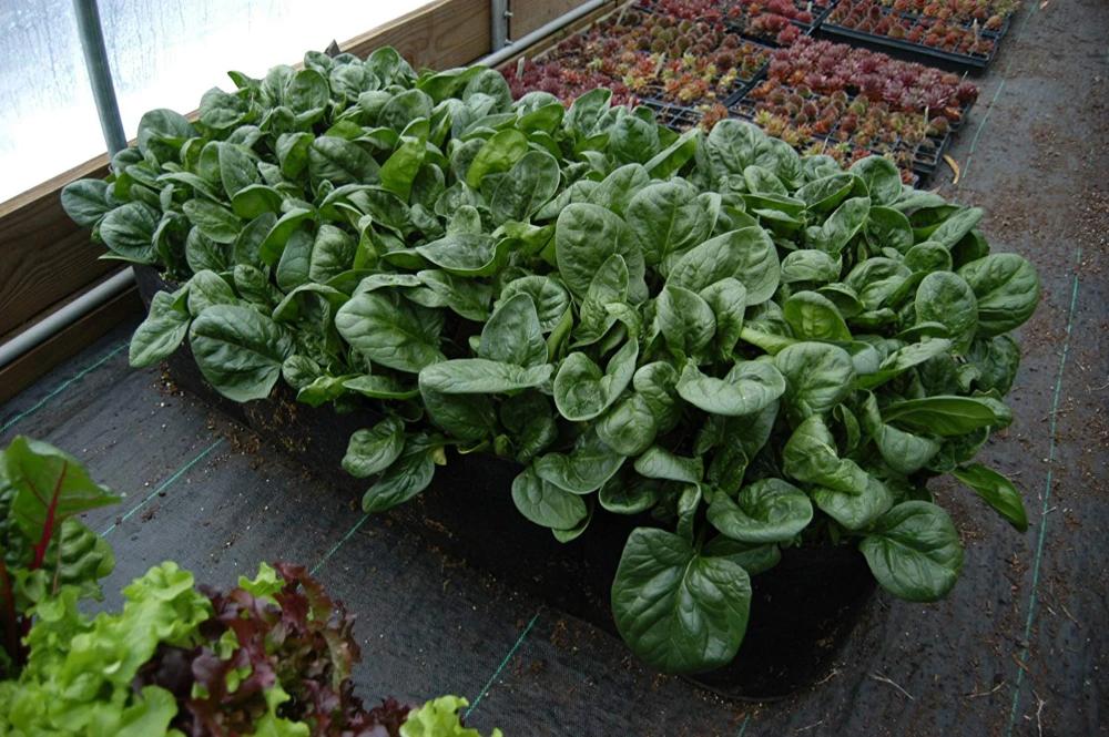 Thick Fabric Raised Garden Beds