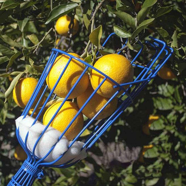 Fruit Picking Gardening Tools Blue Fruit Picker High Altitude