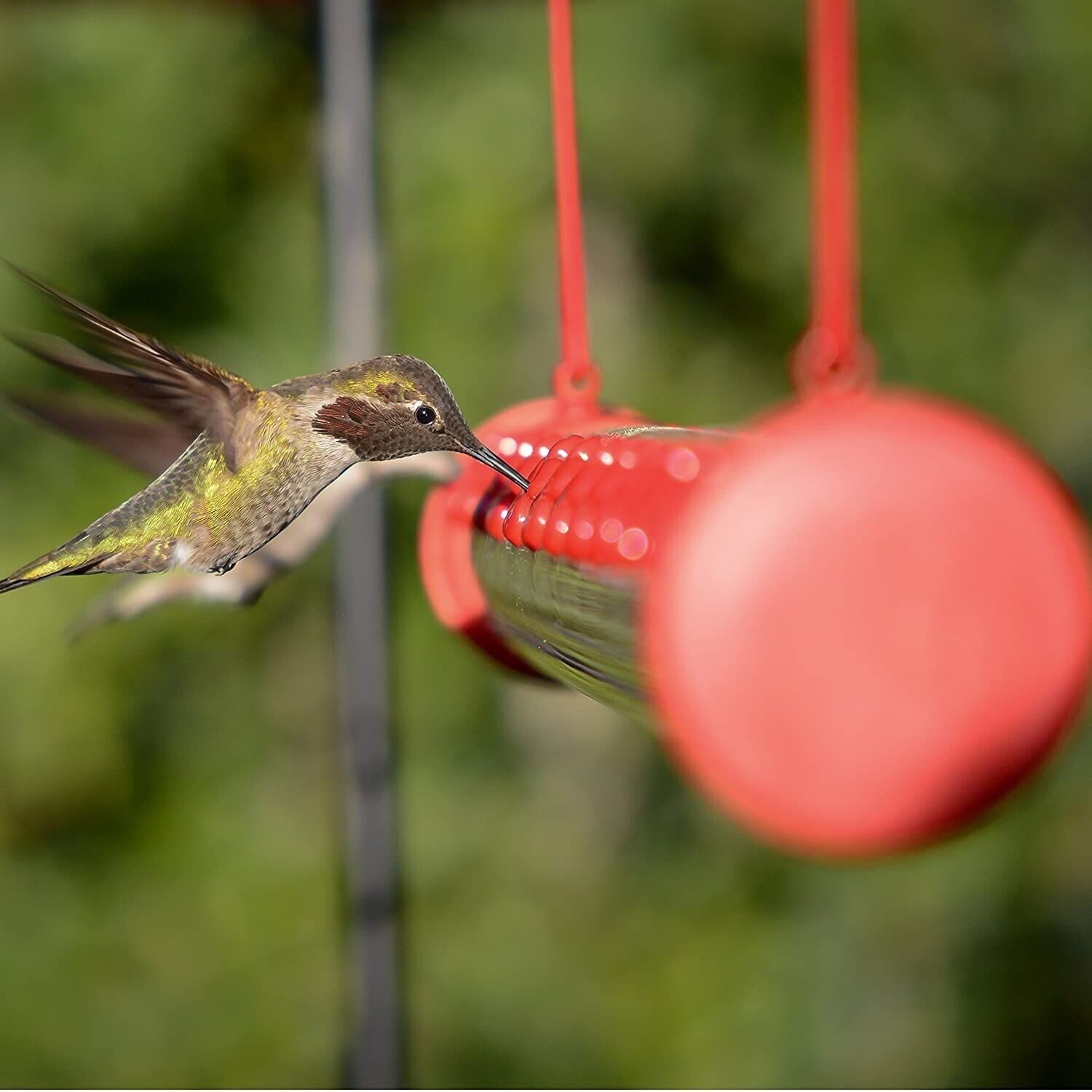 🔥Bob's Best Hummingbird Feeder-Buy 2 Free Shipping